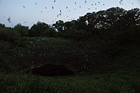 Bracken Bat Cave by day and night