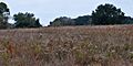 Brazos Bend State Park, Fort Bend County, Texas, USA (8 December 2010)
