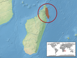 Brookesia griveaudi distribution.png