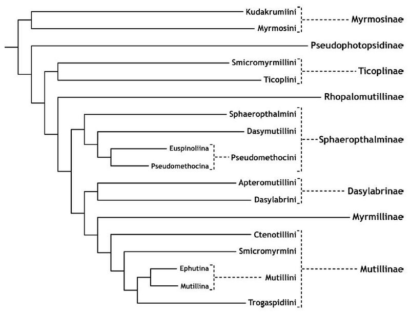 Brothers 2017 Proposed higher classification of Mutillidae