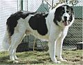 Bucovina Sheepdog