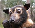 CSIRO ScienceImage 3220 Spectacled flying fox