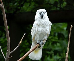 Cacatua alba -Kansas City Zoo-8a
