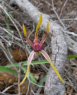 Caladenia arrecta (2).jpg