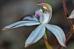 Caladenia dimorpha (24904531771).jpg