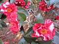 Camellia japonica 'Monjusu'