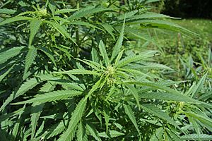 Cannabis sativa plant (4)