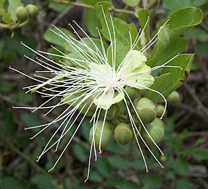 Capparis tomentosa flower Ilanda 08 09 2010
