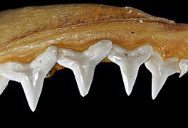 Carcharhinus perezii upper teeth