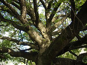 Ceiba sp branches