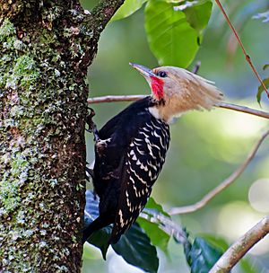 Celeus flavescens -Horto Florestal, Sao Paulo, Brazil -male-8.jpg