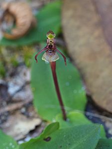 Chiloglottis sylvestris