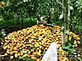 ChrisTonaldo on his harvested coacoa