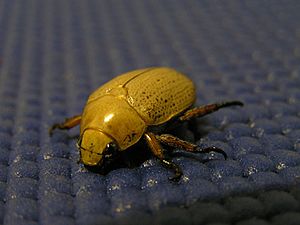 Christmas Beetle.jpg