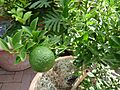 Citrus aurantium var. myritifolia 'Chinotto' - Sour orange