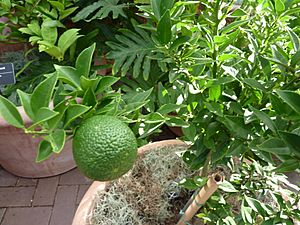 Citrus aurantium var. myritifolia 'Chinotto' - Sour orange