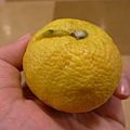 Citrus jabara by OpenCage.jpg