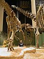 Clash of Titans Saurophaganax and Apatosaurus