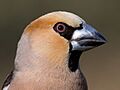 Coccothraustes coccothraustes - 01