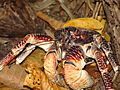 Coconut Crab - Birgus latro 3 (4091441948)