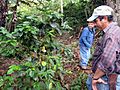 Coffee Plant near the Quilalí - San Juan del Río Coco border