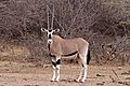 Common beisa oryx (Oryx beisa beisa) female