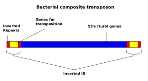 Composite transposon