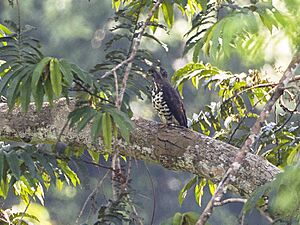 Congo Serpent Eagle from Kakum Canopy Walkway - Ghana 14 S4E1475 (16013044717)