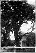Photograph of the Council Oak in Council Grove in 1912