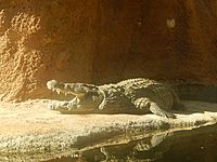Crocodile at San Antonio Zoo (2014) DSCN0685