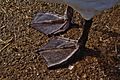 Cygnus olor -Somerset -England -webbed feet-8