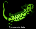 Cynops orientalis biofluorescence - 41598 2020 59528 Fig2-bottom (cropped)