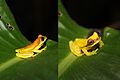 Dendrosophus rhodopeplus colour changing