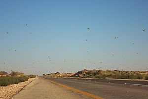 Desert Locust swarm