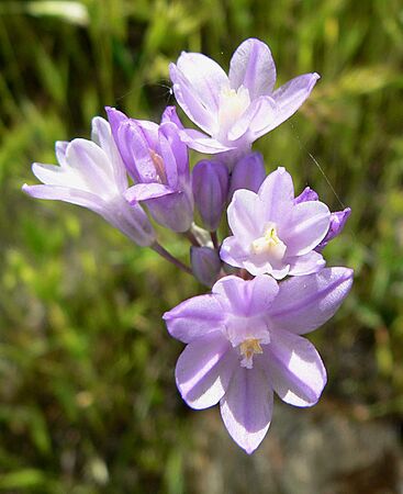 Dichelostemma capitatum 1