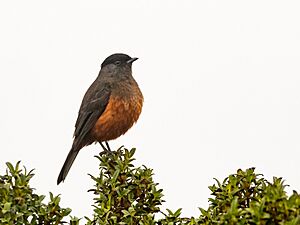 Doliornis remseni 262570674