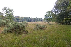 East Winch Common - geograph.org.uk - 549715.jpg