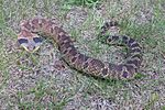 Eastern Hognose snake at Townsend