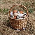 Eggs in basket 2020 G1
