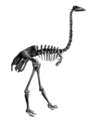 Elephant bird skeleton