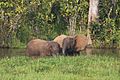 Elephant mother and calves (6841454314)