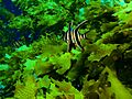 Enoplosus armatus Old wife PC280369