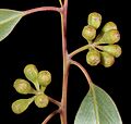 Eucalyptus concinna - Flickr - Kevin Thiele (1)