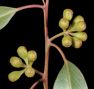 Eucalyptus concinna - Flickr - Kevin Thiele (1)
