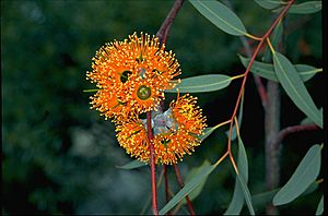 Eucalyptus miniata flowers