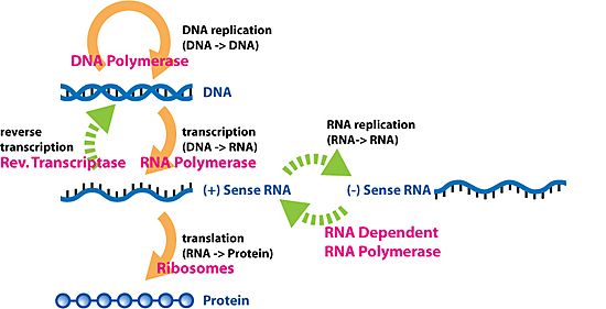 Extended Central Dogma with Enzymes