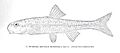 FMIB 34349 Hybopsis aestivalis marconis J and G