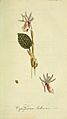 Flora Europaea inchoata (Pl. 7) (6032619343)