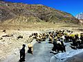 Goats blocking road. Ladakh