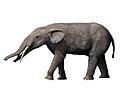 Gomphotherium NT small